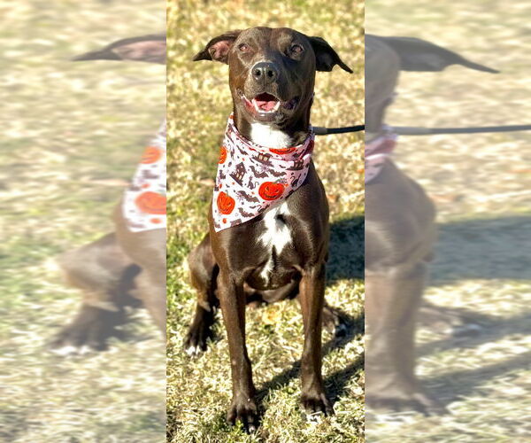 Medium Photo #7 Mutt Puppy For Sale in Great Bend, KS, USA