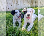 Small #4 Border Collie Mix