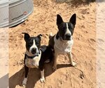 Small Photo #15 Border Collie-Unknown Mix Puppy For Sale in Kanab, UT, USA