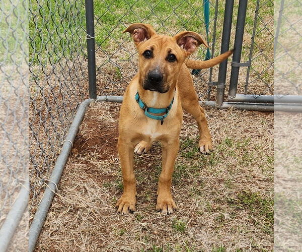 Medium Photo #2 German Shepherd Dog-Great Pyrenees Mix Puppy For Sale in Clinton, OK, USA