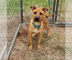 Small #1 German Shepherd Dog-Great Pyrenees Mix