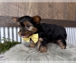Small #4 Yorkshire Terrier