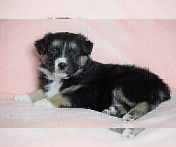 Medium Photo #2 Australian Shepherd Puppy For Sale in FREDERICKSBG, OH, USA