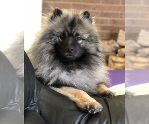 Father of the Keeshond puppies born on 05/01/2026