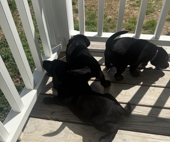 Medium Photo #24 Labrador Retriever Puppy For Sale in SPOTSYLVANIA, VA, USA
