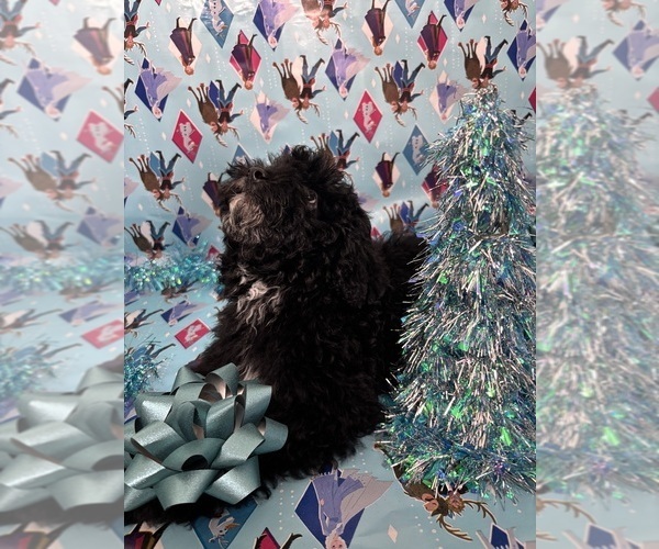 Medium Photo #2 Cock-A-Poo Puppy For Sale in SAN DIEGO, CA, USA