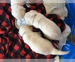 Small Photo #6 English Cream Golden Retriever Puppy For Sale in SPARTA, WI, USA