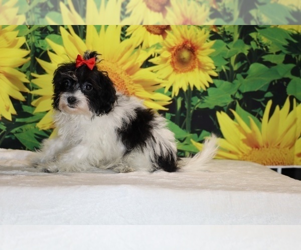 Medium Photo #6 Goldendoodle (Miniature) Puppy For Sale in DYERSBURG, TN, USA