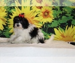 Bubbles - Female Goldendoodle (Miniature) Puppy for Sale - Photo #6