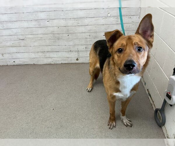 Medium Photo #1 German Shepherd Dog-Unknown Mix Puppy For Sale in San Bernardino, CA, USA