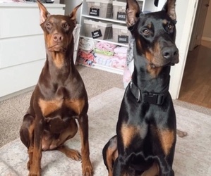 Father of the Doberman Pinscher puppies born on 12/22/2022