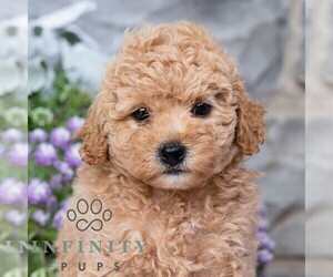 Havapoo Puppy for sale in LEWISBURG, PA, USA