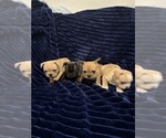 Small #10 French Bulldog