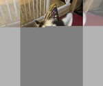 Small #1 Siberian Husky