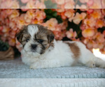 Small Photo #6 Shih Tzu Puppy For Sale in CLARE, MI, USA