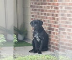 A664081 - Female Mutt Dog for Adoption - Small photo
