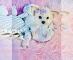 Financing - Female Morkie Puppy for Sale - Photo #7