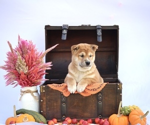 Shiba Inu Puppy for Sale in PLATTEVILLE, Wisconsin USA