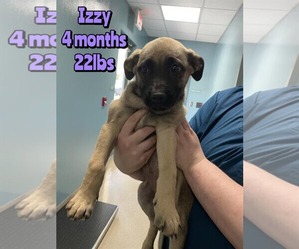 Medium Photo #1 Mutt Puppy For Sale in Woodbury, NY, USA