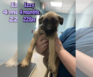 Mutt Dogs for adoption in Woodbury, NY, USA