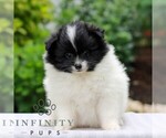 Olive - Female Pomeranian Puppy for Sale - Small photo