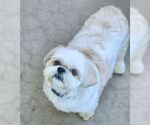 Small #1 Shih Tzu