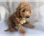 Small #3 Goldendoodle-Poodle (Miniature) Mix