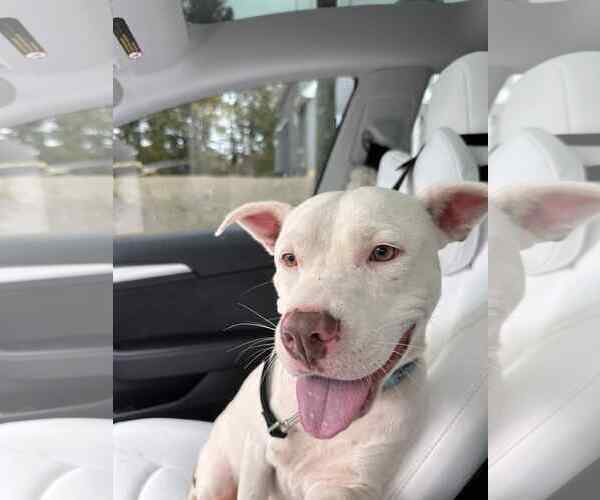 Medium Photo #8 American Pit Bull Terrier-Unknown Mix Puppy For Sale in Rockaway, NJ, USA