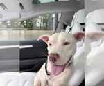 Small #7 American Pit Bull Terrier Mix