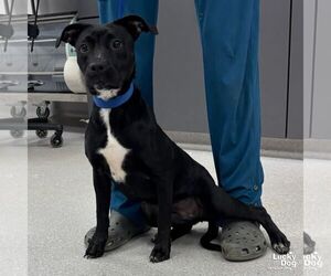 Retriever -Unknown Mix Dogs for adoption in Washington, DC, USA