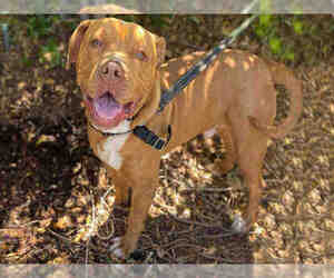 American Pit Bull Terrier Dogs for adoption in Alameda, CA, USA