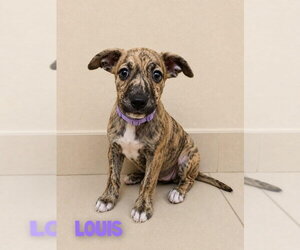 Mutt Dogs for adoption in St. Augustine, FL, USA