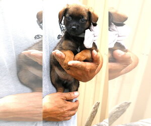 Porsche - Female Australian Shepherd-Unknown Mix Dog for Adoption - Photo #3
