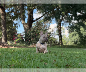 Mother of the French Bulldog puppies born on 12/10/2025