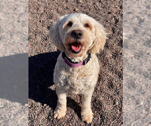 Lola - Female Golden Retriever-Unknown Mix Dog for Adoption - Photo #3