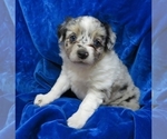 Small Photo #7 Miniature Australian Shepherd Puppy For Sale in NORWOOD, MO, USA