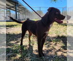 Small #2 Chesapeake Bay Retriever Mix