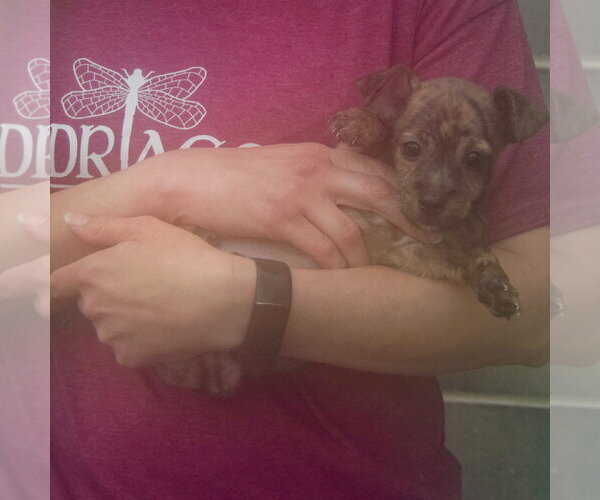Medium Photo #4 Chipin Puppy For Sale in Huntley, IL, USA