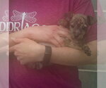 Small #3 Chipin