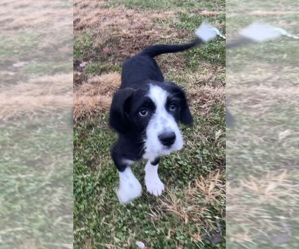 Medium Photo #3 Mutt Puppy For Sale in Aurora, IN, USA