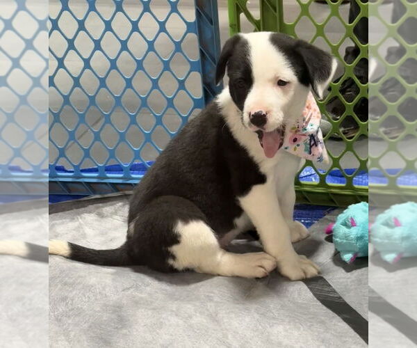 Medium Photo #11 Australian Shepherd-Unknown Mix Puppy For Sale in OKLAHOMA CITY, OK, USA