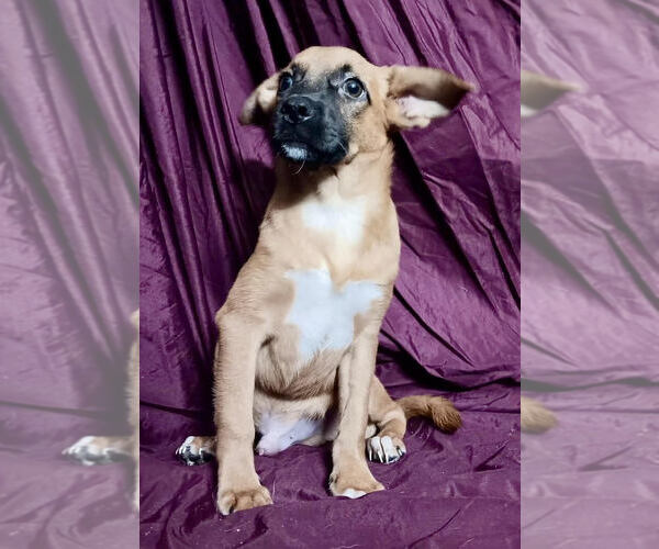 Medium Photo #3 Chihuahua-Unknown Mix Puppy For Sale in Jefferson, NJ, USA