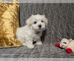 Small Photo #9 Maltese Puppy For Sale in OCALA, FL, USA