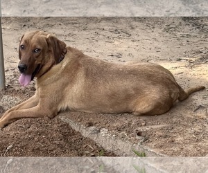 Mother of the Labrador Retriever puppies born on 04/28/2026