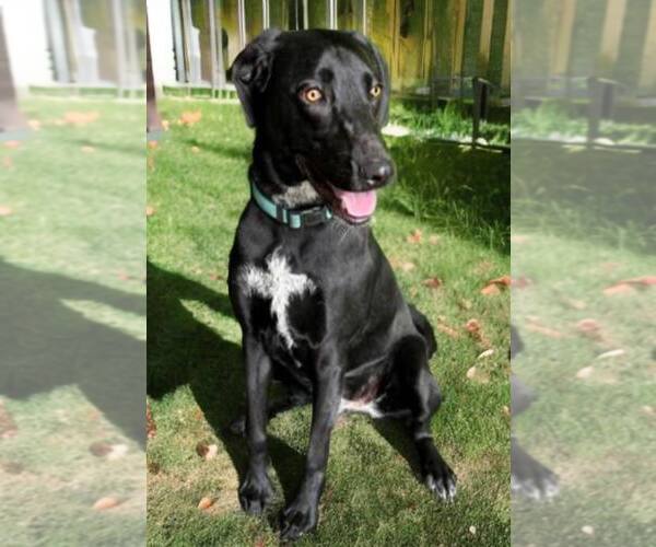 Medium Photo #3 Labrador Retriever-Unknown Mix Puppy For Sale in San Diego, CA, USA