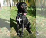 Small #2 Labrador Retriever Mix