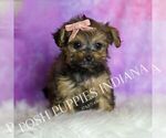 Small Photo #129 Yorkipoo Puppy For Sale in WARSAW, IN, USA