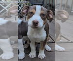 Small #1 Staffordshire Bull Terrier Mix
