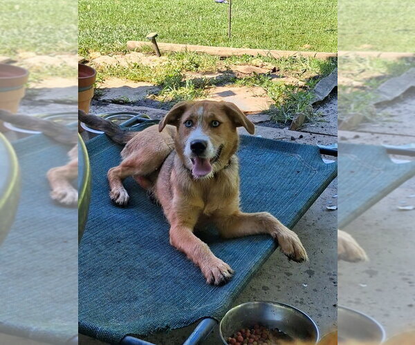 Medium Photo #3 Aussiedor Puppy For Sale in Aurora, IN, USA