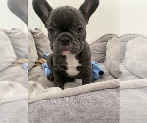 Medium Photo #5 French Bulldog Puppy For Sale in NEW MILFORD, CT, USA